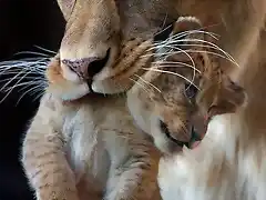 Leona cuidando a su hijo