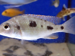 Otopharynx tetrastigma (5-8-17 Zoo Zajac) Otopharynx tetrastigma (5-8-17 Zoo Zajac)