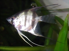 Pterophyllum altum 1 (13-2-12 Aquatec) Pterophyllum altum 1 (13-2-12 Aquatec)