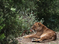Zoo Lunaret + Sigean 18 i 19-09-10 652 Zoo Lunaret + Sigean 18 i 19-09-10 652