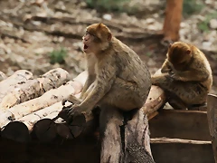 Zoo Lunaret + Sigean 18 i 19-09-10 634 Zoo Lunaret + Sigean 18 i 19-09-10 634