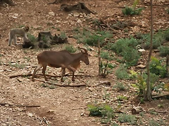 Zoo Lunaret + Sigean 18 i 19-09-10 648 Zoo Lunaret + Sigean 18 i 19-09-10 648