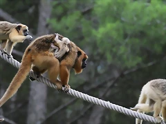 Zoo Lunaret + Sigean 18 i 19-09-10 998 Zoo Lunaret + Sigean 18 i 19-09-10 998