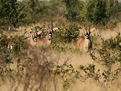 Kruger National Park 28-31 mayo 2009 308 Kruger National Park 28-31 mayo 2009 308