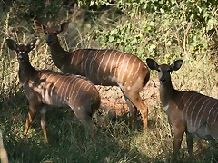 Kruger National Park 28-31 mayo 2009 217 Kruger National Park 28-31 mayo 2009 217