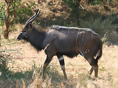 Kruger National Park 28-31 mayo 2009 260 Kruger National Park 28-31 mayo 2009 260