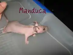 Manduca