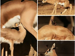 gasela_bambi