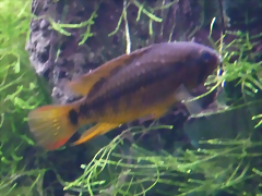 Apistogramma macmasteri Apistogramma macmasteri