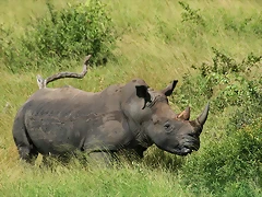 Johannesburg Kruger març 2009 284 Johannesburg Kruger març 2009 284