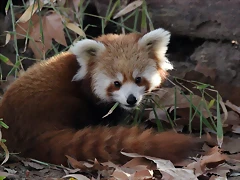 Zoo de Barcelona 14-12-11 019
