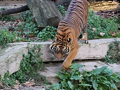 Zoo de Barcelona 14-12-11 267 Zoo de Barcelona 14-12-11 267