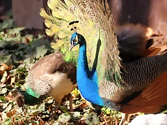 Zoo de Barcelona 14-12-11 001