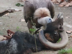 Zoo de Barcelona 14-12-11 237 Zoo de Barcelona 14-12-11 237