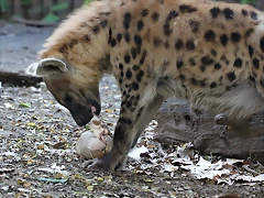 Zoo de Barcelona 14-12-11 082 Zoo de Barcelona 14-12-11 082
