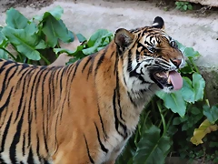 Zoo de Barcelona 14-12-11 271 Zoo de Barcelona 14-12-11 271