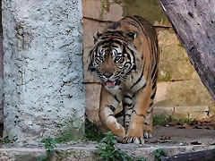 Zoo de Barcelona 14-12-11 254 Zoo de Barcelona 14-12-11 254