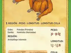 orangutan de borneo