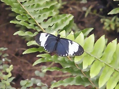 Mariposa Aliazul De Bandas Blancas