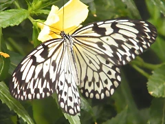 Mariposa Dama Filipina 2