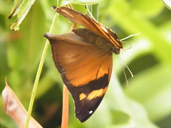 Mariposa Hoja (Desconocido)