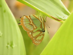 Mariposa Malaquita Por Detras