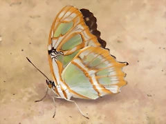 Mariposa Malaquita Por Detras 2