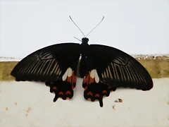 Mariposa (Desconocido) 6