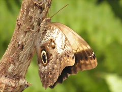 Mariposa Buho Por Detras 2