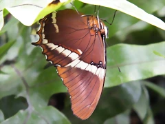 Mariposa (Desconocido)