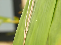 Oruga De Mariposa Del Bamb?