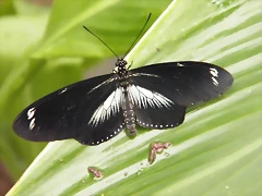 Mariposa (Desconocido) 2