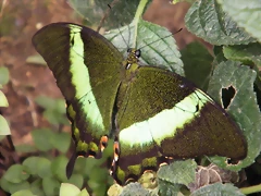 Papilio Esmeralda