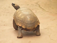 Tortuga De Patas Amarillas