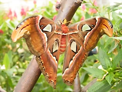 Mariposa Atlas