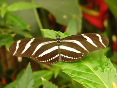 Mariposa Cebra 2