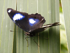 Mariposa (Desconocido) 4