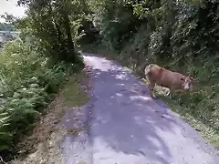 vaca por As Teixoeiras2