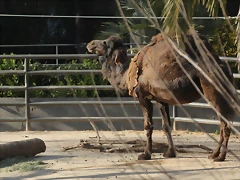 Zoo de Barcelona 12-03-12 127 Zoo de Barcelona 12-03-12 127