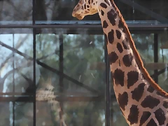 Zoo de Barcelona 12-03-12 032 Zoo de Barcelona 12-03-12 032