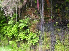 DSCN2231 DSCN2231