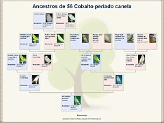 Ancestros de 56 Cobalto perlado canela_zpsx4kbwvkr