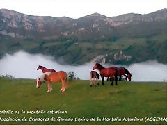 caballos2 caballos2