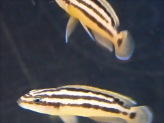 Julidochromis ornatus (5-8-17 Zoo Zajac) Julidochromis ornatus (5-8-17 Zoo Zajac)