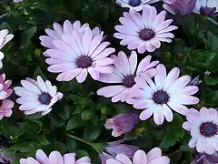 Purple-Flowers-1