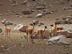 guanacos