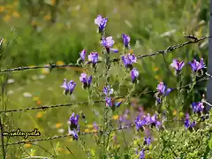 01, flores y alambradas, marca