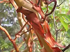 Arbutus andrachne (1)