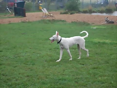 cora cora