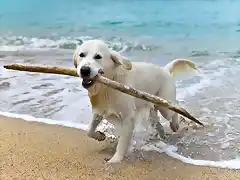 perro-palo-jugando-playa